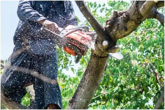 tree services Hoquiam